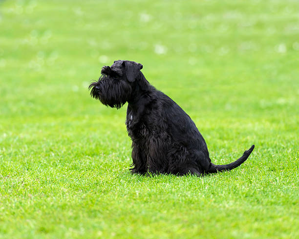 istock Schnauzer on green field. 513764050
