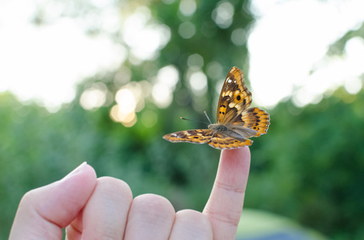 Freyer's Purple Emperor Butterfly on Little Finger