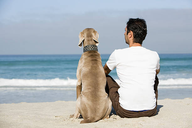 istock Man And Dog Sitting On Beach 513781037