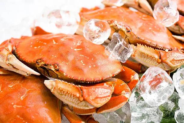 Cooked crab on ice.