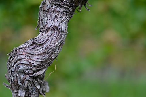 Close up of permanent wood of Vitis with ample of copy-space, Europe. No grape berries seen.