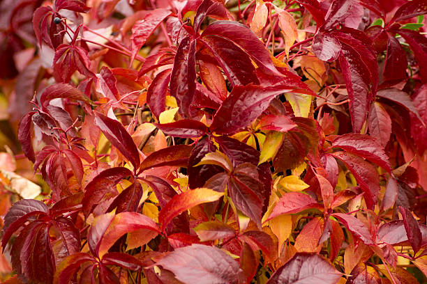 istock red yellow colored wine leaves in autumn 513782619
