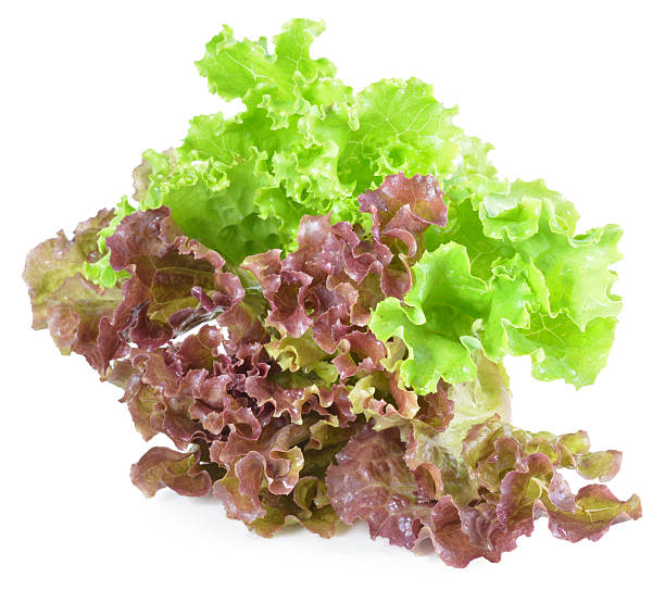 istock fresh green lettuce leaves isolated on white 513782681