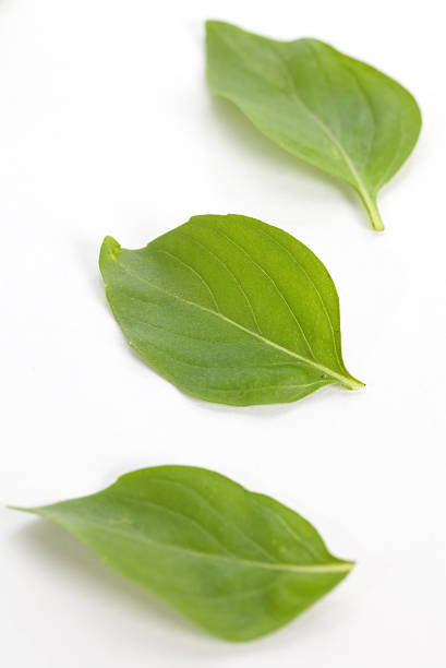 istock Close - up Green Basil leaves on white 513783099