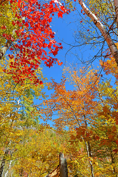 istock Autumn Foliage, Adirondacks, New York 513783355