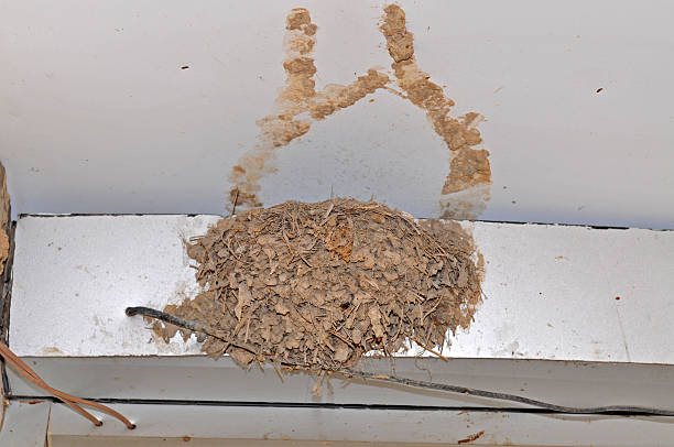 istock Bird's nest in the eaves 513783633