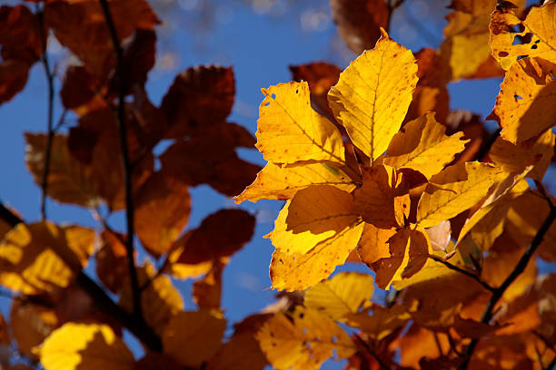 istock Colorful autumn leaves 513783959