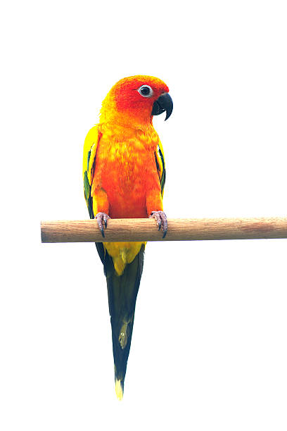 istock Two sun Conure Parrot Screaming on a Branch 513784485