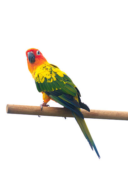 istock Two sun Conure Parrot Screaming on a Branch 513784489