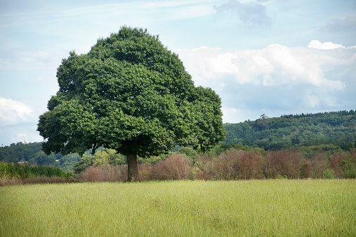 Chestnut in summertime landscape, chestnut husks hanging from its branches.