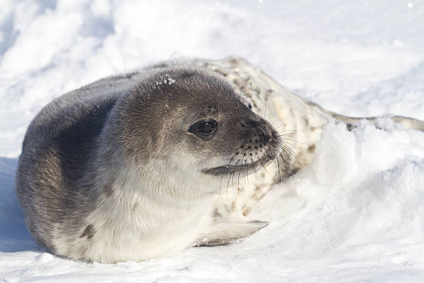 istock Weddell seal pup who is turning his head 513784973
