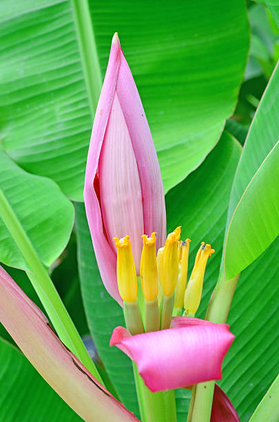 istock Pink Banana flower,Thailand 513785059