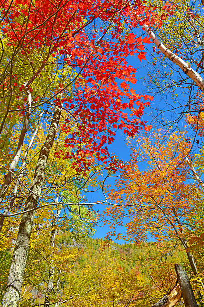 Autumn Foliage, Adirondacks, New York