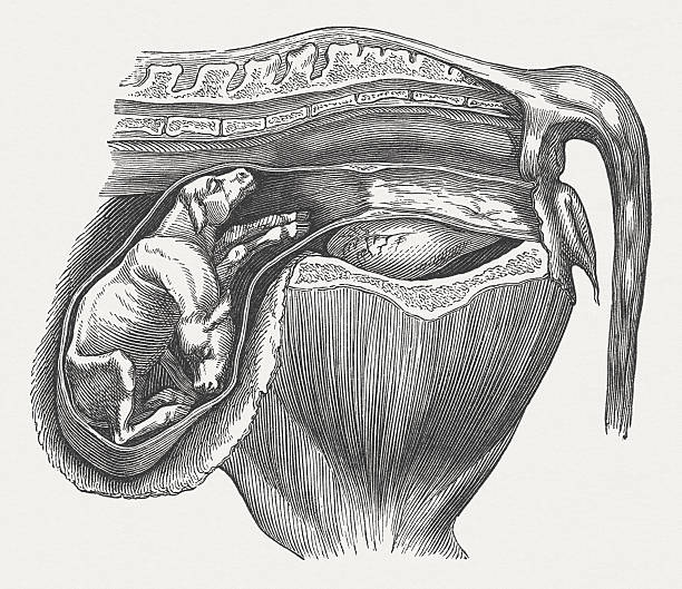 illustrazioni stock, clip art, cartoni animati e icone di tendenza di feto - animal uterus