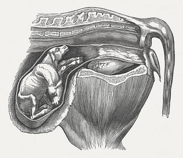 płód - animal uterus stock illustrations