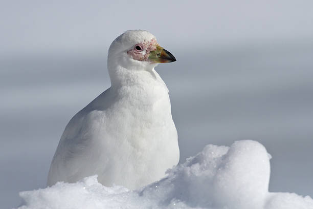 Snowy Sheathbill Which Sits In The Snow Antarctic Winter Day Stock Photo -  Download Image Now - iStock
