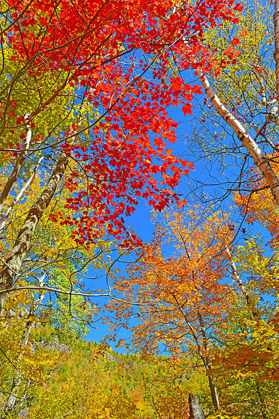 istock Autumn Foliage, Adirondacks, New York 513785335