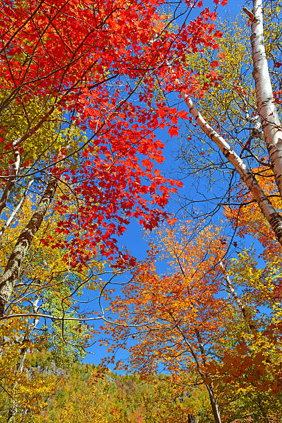 istock Autumn Foliage, Adirondacks, New York 513785357