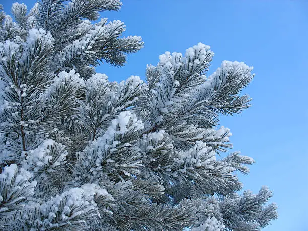 Frosty pine twigs - winter background