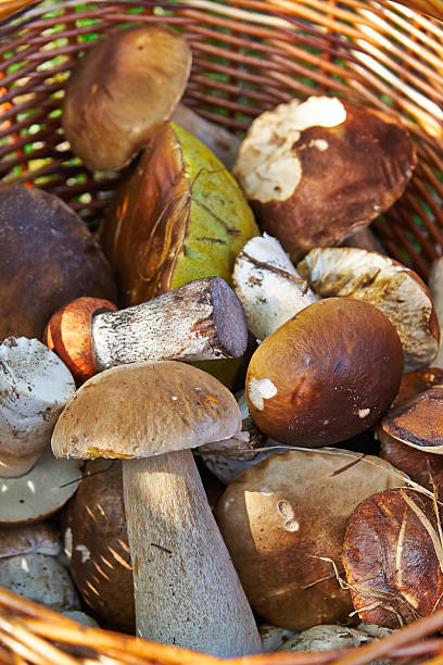 istock Basket with edible mushrooms 513785751