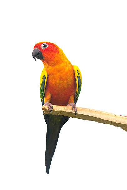 istock Two sun Conure Parrot Screaming on a Branch 513785807