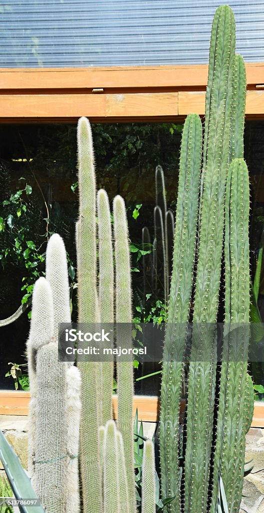 Cactus Beauty In Nature Stock Photo