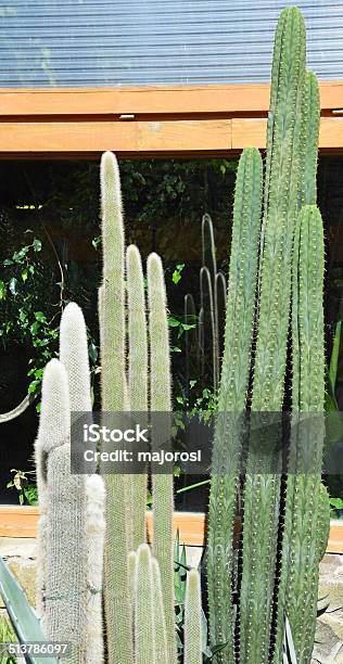 Cactus Stock Photo - Download Image Now - Beauty In Nature, Cactus, Day