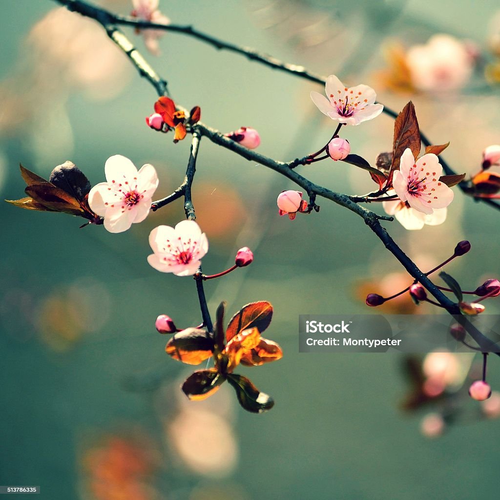 Beautiful flowering Japanese cherry Sakura Beautiful flowering Japanese cherry - Sakura. Background with flowers on a spring day. Affectionate Stock Photo