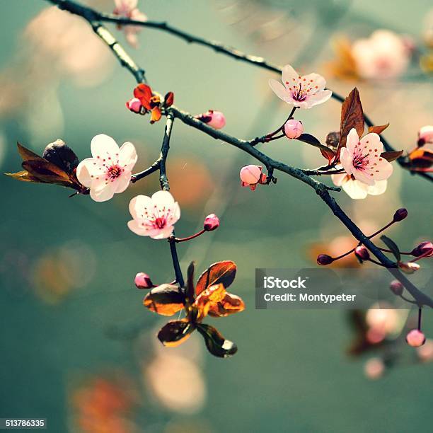Beautiful Flowering Japanese Cherry Sakura Stock Photo - Download Image Now - Affectionate, April, Asia