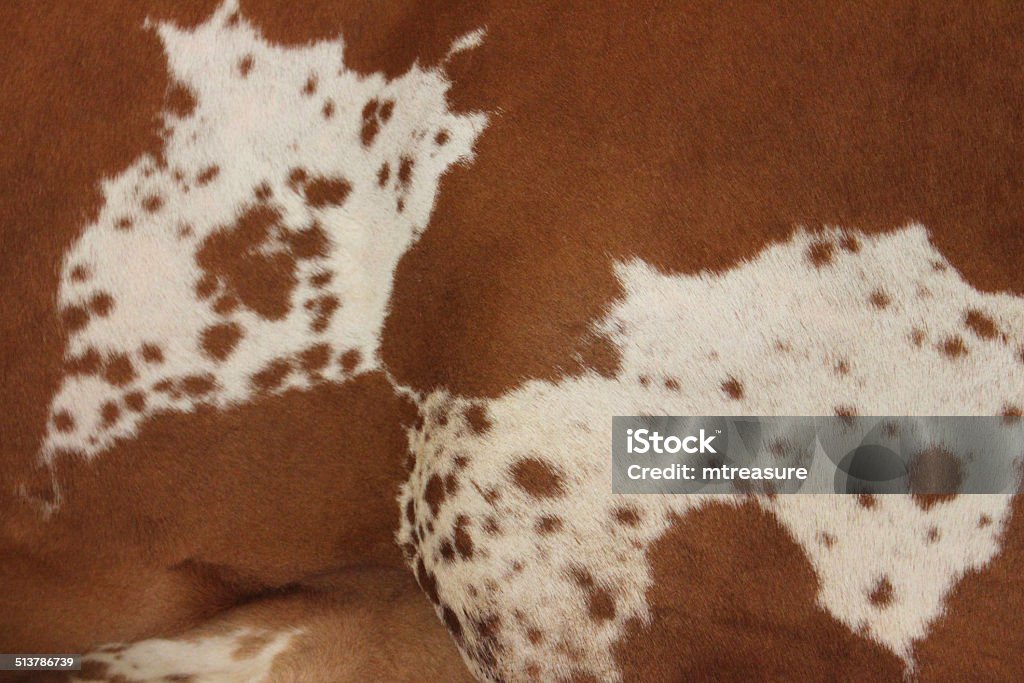 Ayrshire cow skin pattern / black and white cow hide markings Photo showing the distinctive black and white markings on the skin of an Ayeshire cow / dairy cattle.  This cowhide pattern almost resembles a map. Animal Body Part Stock Photo