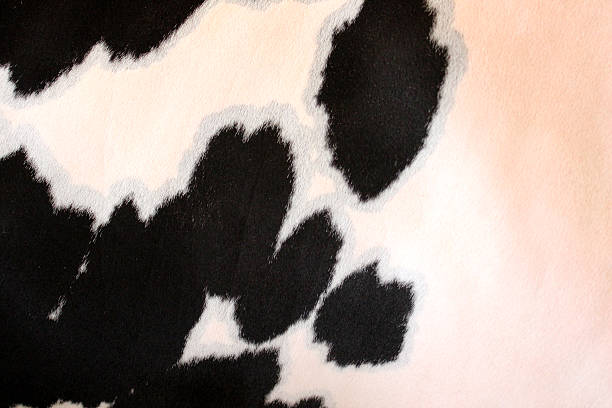 istock Friesian cow skin pattern / black and white cow hide markings 513786751