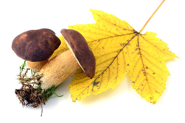 bolete seta (boletus badius) - maronenröhrling fotografías e imágenes de stock