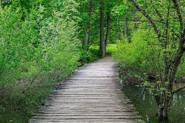 istock Wood path in the Plitvice Lake 513788267