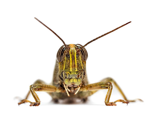 Photo of Locust