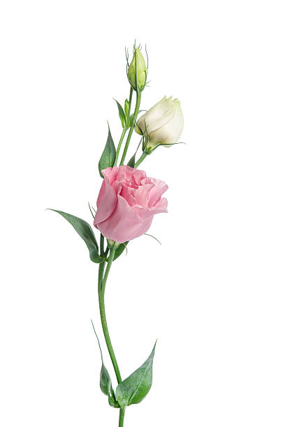 Dos flores color rosa aislado sobre blanco. Eustoma - foto de stock