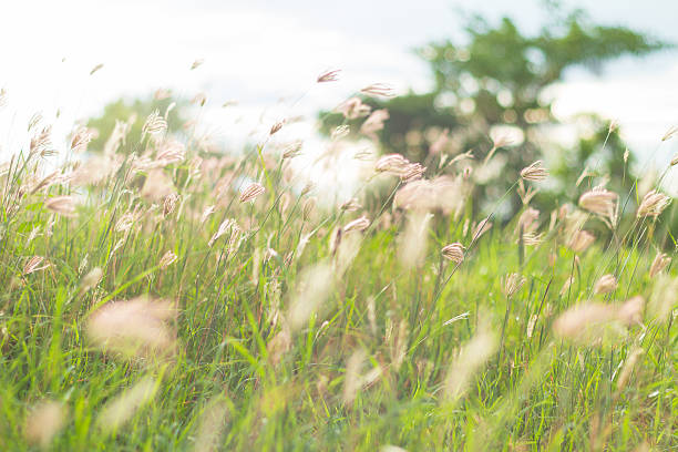 istock wildflowers On The Field 513791944
