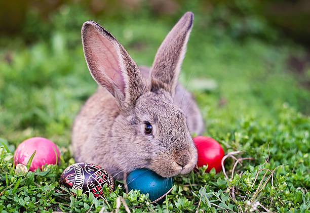 пасхальный кролик и пасхальные яйца - easter remote blue cute стоковые фото и изображения