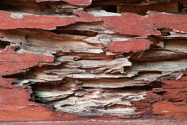 Photo of texture of traces of termites eat wood