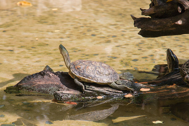 istock young turtle sitting on branch lookout in nature 513793052