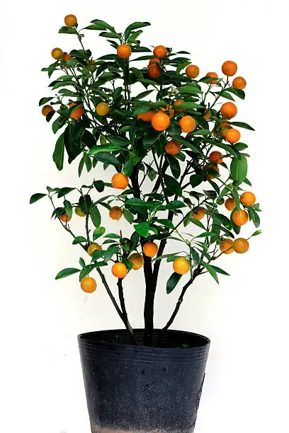 The small tropical tree has many fruits isolated by white background