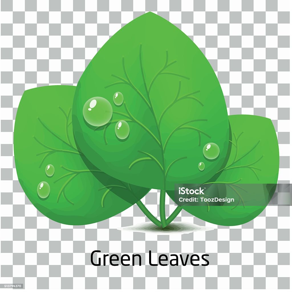 Leave Drop Vectordraw Green Leave And Drop Rain Stock Illustration - Download Image Now ...