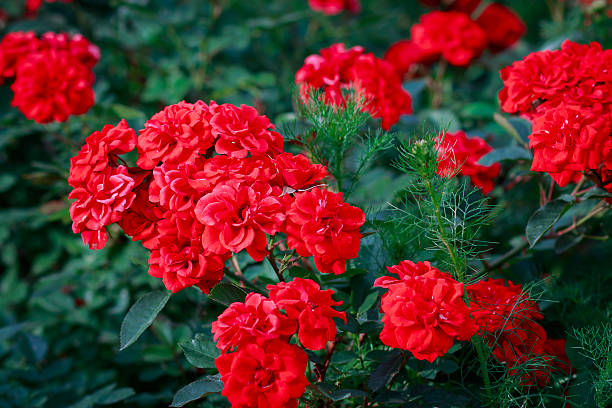 istock bunch of red garden roses 513794804