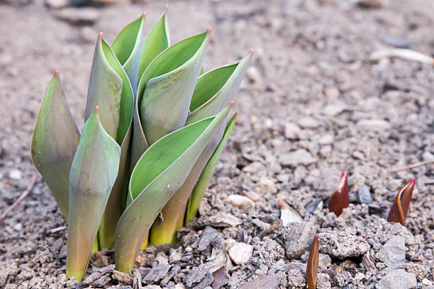 istock Tulips starting to emerge from the dirt 513795116