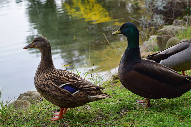 Two Ducks at a Lake stock photo
