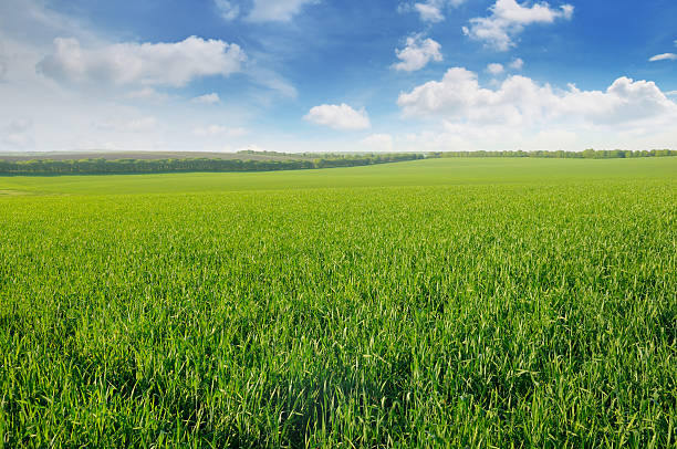istock green field and blue sky 513796248