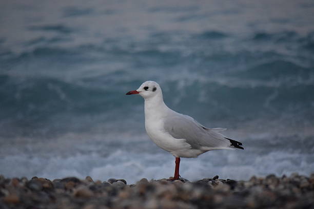 Mediterranean Gull stock photo