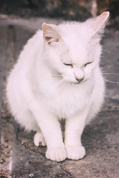 istock Stray Cat Resting Outside part II 513798058