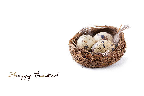 istock Quail eggs in a nest with feathers and pussy willow 513798970