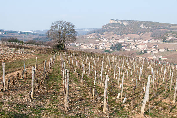 Vignes, wieś i firmy Roche de Solutré – zdjęcie
