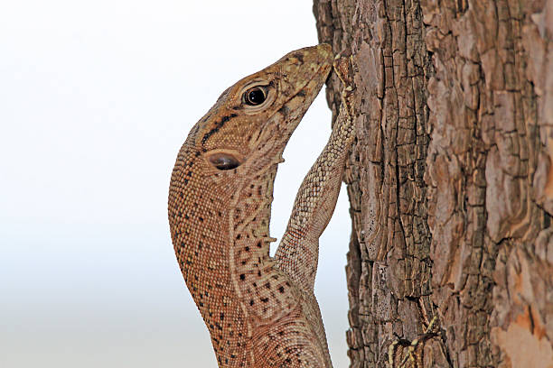 istock Land Monitor in Tree 513800652